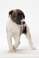 Picture of white and brindle Whippet puppy