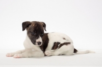 Picture of white and brindle Whippet puppy, lying down on white background