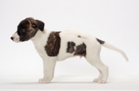 Picture of white and brindle Whippet puppy, standing on white background