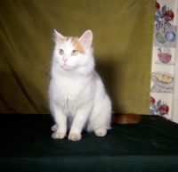 Picture of white and ginger cat sitting and looking up
