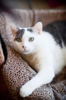 Picture of white and gray cat with paw out