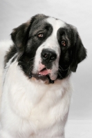 Picture of White and Gray Pyrenean Mastiff, looking at camera