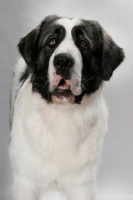 Picture of White and Gray Pyrenean Mastiff portrait