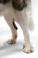 Picture of White and Gray Pyrenean Mastiff legs