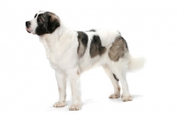 Picture of White and Gray Pyrenean Mastiff side view