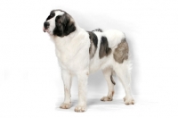 Picture of White and Gray Pyrenean Mastiff