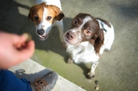 Picture of White and liver Brittany and mongrel dog looking at owner's hand and waiting for a treat