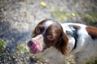 Picture of White and liver Brittany licking his nose