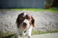 Picture of White and liver Brittany looking at camer