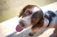 Picture of White and liver Brittany looking at camera with tongue out