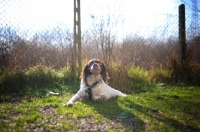 Picture of White and liver Brittany resting on the grass