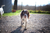 Picture of White and liver Brittany walking towards camera