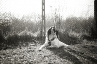 Picture of White and liver Brittany yawning while resting on the grass