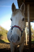 Picture of white arabian horse