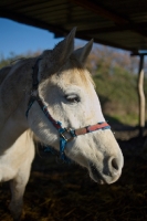 Picture of white arabian horse