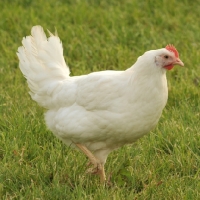 Picture of white Bantam hen