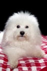 Picture of white bichon sitting on red and white tablecloth