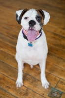 Picture of White Boxer sitting on hardwood floor.
