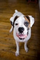 Picture of White Boxer standing on hardwood floor, smiling.