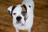 Picture of White Boxer standing on hardwood floor.