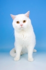 Picture of white british shorthair cat, looking at camera