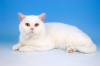 Picture of white british shorthair cat, lying down
