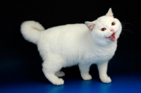 Picture of white british shorthair cat, mouth open
