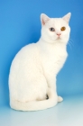 Picture of white british shorthair cat, odd eyed