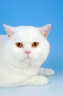 Picture of white british shorthair cat, orange eyed