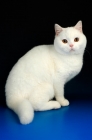Picture of white british shorthair cat