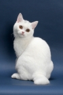 Picture of white British Shorthair on blue background, back view