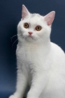 Picture of white British Shorthair on blue background, copper eyed