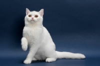 Picture of white British Shorthair on blue background, full body, one leg up