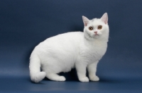 Picture of white British Shorthair on blue background
