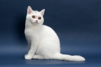 Picture of white British Shorthair on blue background, full body, sitting down