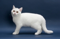 Picture of white British Shorthair on blue background, full body