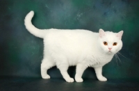 Picture of white british shorthair walking