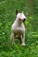 Picture of white Bull Terrier amongst greenery