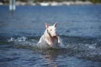 Picture of white bull terrier jumping in water