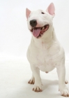 Picture of White Bull Terrier (Miniature), looking away