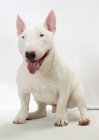 Picture of White Bull Terrier (Miniature) smiling