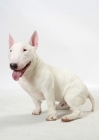 Picture of White Bull Terrier (Miniature), sitting down