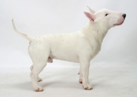 Picture of White Bull Terrier (Miniature) side view