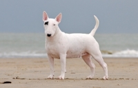 Picture of white Bull Terrier on the beach
