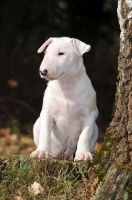 Picture of white Bull Terrier puppy