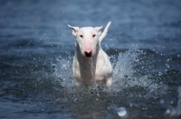 Picture of white bull terrier running in water