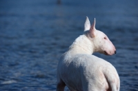 Picture of white bull terrier standing in front of blue water and looking aside