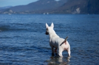 Picture of white bull terrier standing in blue water and looking ahead with tail up