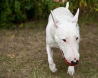 Picture of white bull terrier walking toward camera with a red ball in her mouth