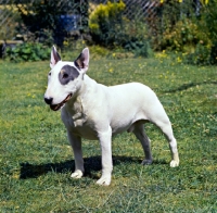 Picture of white bull terrier with black eye patch standing on grass